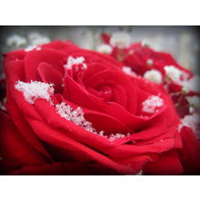 Thumb_frozen_love_by_lovergurl-d511eo2