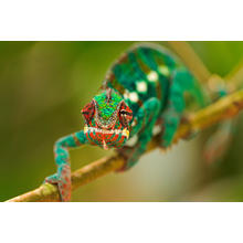 Thumb_chameleon