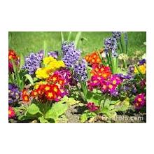 Thumb_garden2